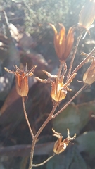 Tylecodon leucothrix