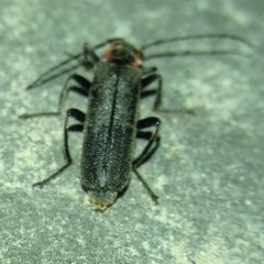 Cantharis