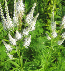 Veronicastrum