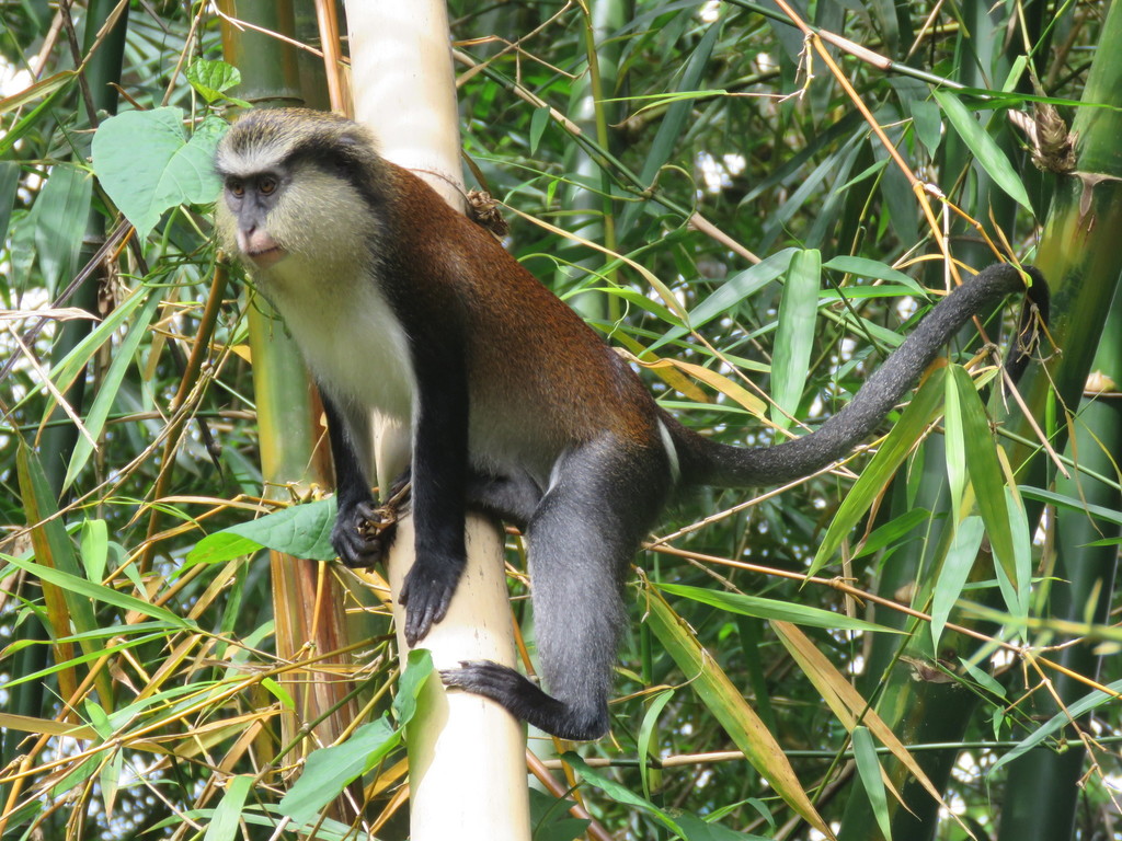 Mona monkey - Wikipedia