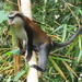Mona Monkey - Photo (c) Mike G. Rutherford, some rights reserved (CC BY-NC), uploaded by Mike G. Rutherford