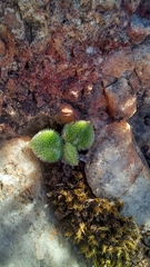 Tylecodon leucothrix