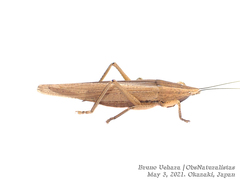 Xestophrys javanicus