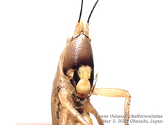 Xestophrys javanicus