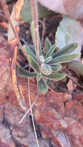 Tylecodon leucothrix