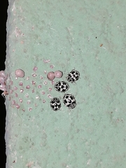Psyllobora picta