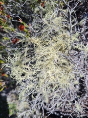 Usnea barbata