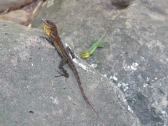 Anolis richardii