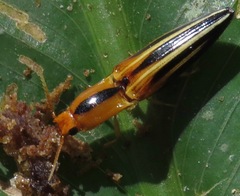 Semiotus serraticornis