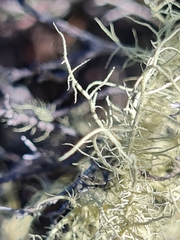 Usnea barbata
