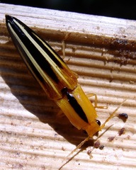 Semiotus serraticornis