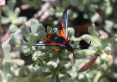 Synanthedon polygoni