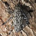 Steirastoma breve - Photo (c) Rich Hoyer, algunos derechos reservados (CC BY-NC-SA), subido por Rich Hoyer