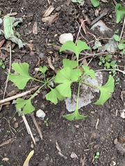 Ginkgo biloba