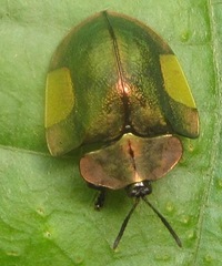 Cyrtonota lateralis