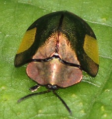 Cyrtonota lateralis