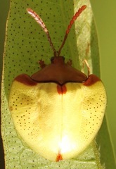 Paraselenis nupta