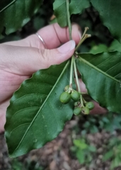 Psychotria subsessilis