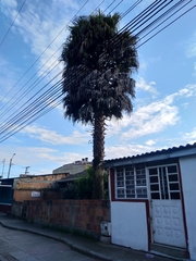 Arecaceae