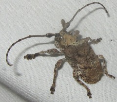 Onychocerus scorpio