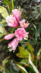 Bejaria