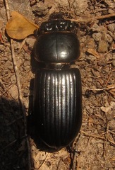 Passalus