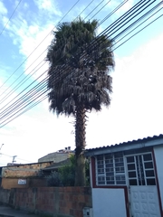 Arecaceae