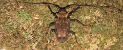 Polyrhaphis papulosa
