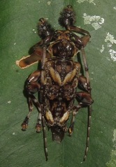 Aegomorphus longispinis
