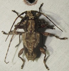 Aegomorphus lateralis