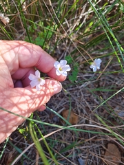 Oxalis dentata