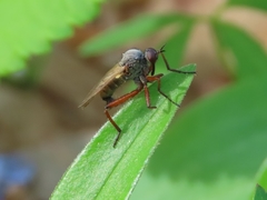Empis spectabilis