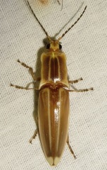 Semiotus ligneus