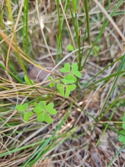 Oxalis dentata