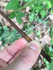 Phragmidium bulbosum