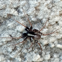 Pardosa saltans