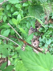 Phragmidium bulbosum