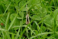Vanessa virginiensis