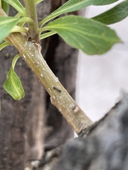 Monomorium minimum
