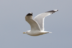 Larus canus