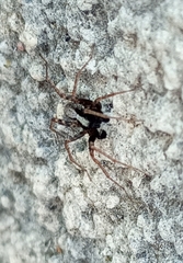 Pardosa saltans
