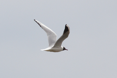 Chroicocephalus ridibundus