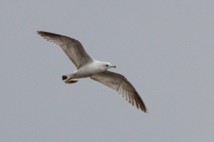 Larus canus