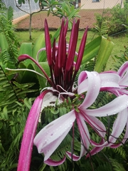 Crinum × amabile