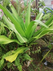 Crinum × amabile