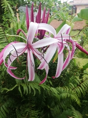Crinum × amabile