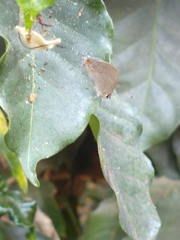 Rubroserrata mathewi