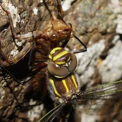 Notoaeschna sagittata