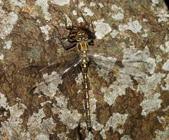 Notoaeschna sagittata