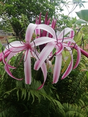 Crinum × amabile